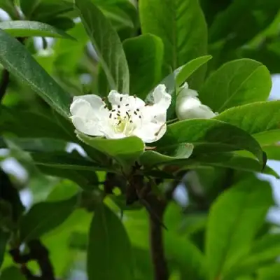 МУШМУЛА  в Витебске