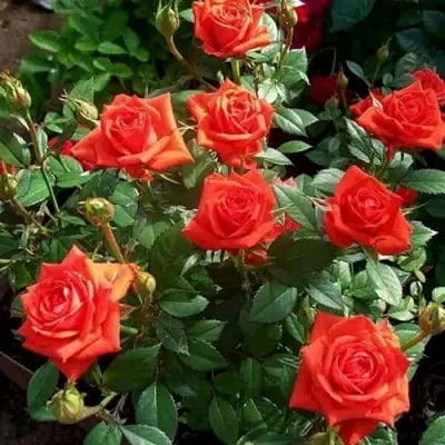 Роза ОРАНЖ ДЖЕВЕЛ миниатюрная в Витебске