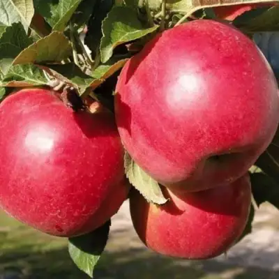 Яблоня РУБИН в Витебске