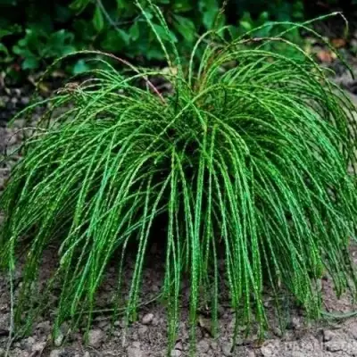 Туя ВИПКОРД складчатая в Витебске