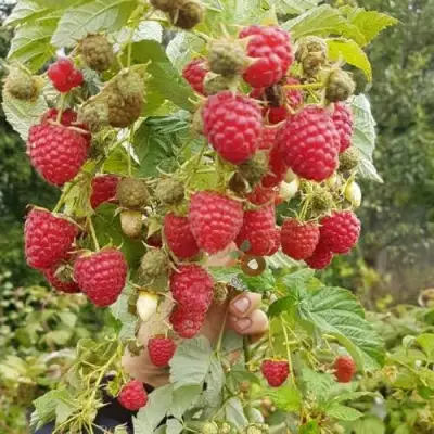 Малина ТАДМОР в Витебске