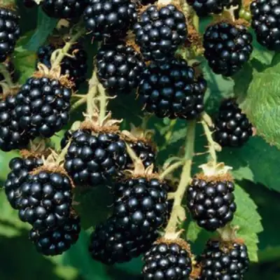 Ежевика БЛЭК САТИН бесшипная  в Витебске