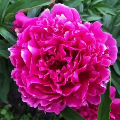 Пион КАРЛ РОЗЕНФЕЛЬД травянистый в Витебске