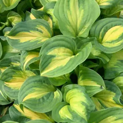 Хоста ЭМЕРАЛЬД ЧАРДЖЕР гибридная в Витебске