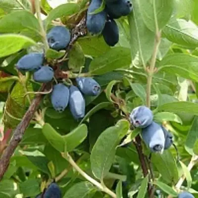 Жимолость съедобная НАРЫМСКАЯ в Витебске