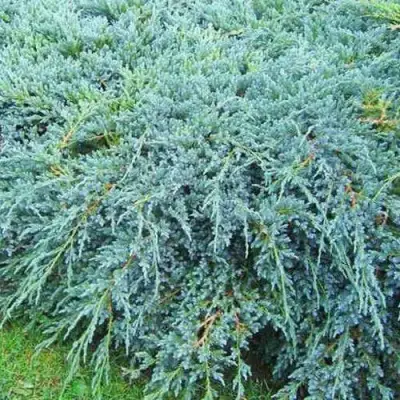 Можжевельник БЛЮ КАРПЕТ чешуйчатый в Витебске