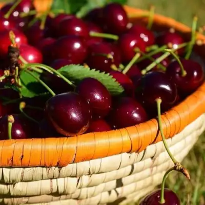 Вишня НЕСВИЖСКАЯ в Витебске