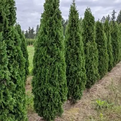 Туя ДЕГРУТ СПАЙР западная в Витебске