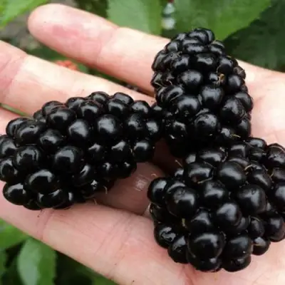 Ежевика ПОЛАР бесшипная  в Витебске