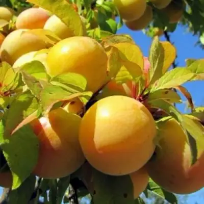 Слива МЕДОВАЯ ЖЁЛТАЯ в Витебске