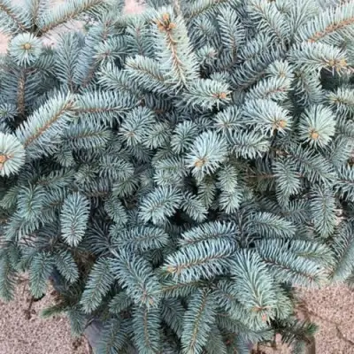 Ель ГЛАУКА колючая в Витебске