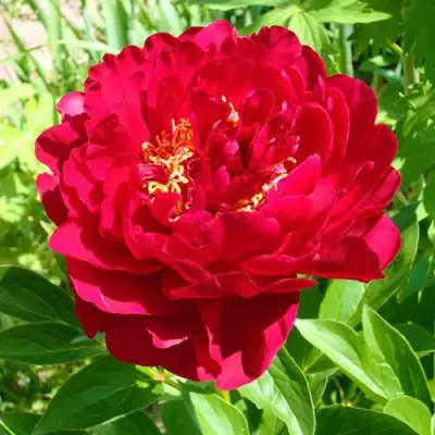 Пион ХРАБРЫЙ ВОИН травянистый в Витебске