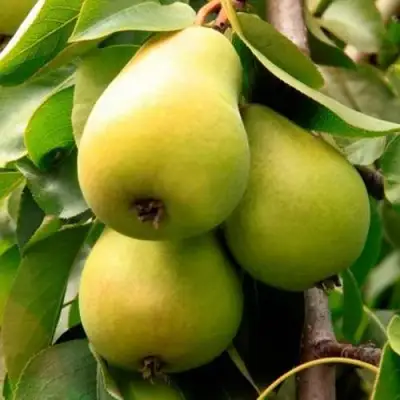 Груша НЕЖНОСТЬ колонновидная	 в Витебске