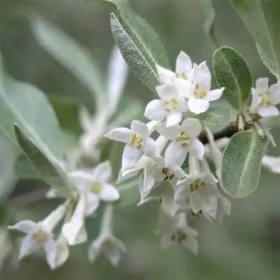 ЛОХ СЕРЕБРИСТЫЙ в Витебске
