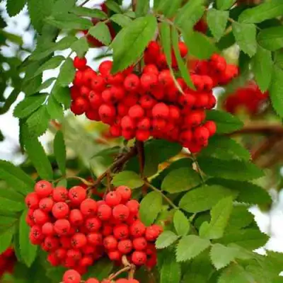 Рябина ОБЫКНОВЕННАЯ в Витебске