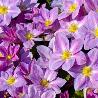 Клематис ЧЕЙНДЖ ОФ ХАРТ в Витебске