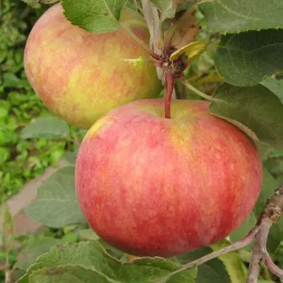 Яблоня ПЕРВОУРАЛЬСКОЕ в Витебске