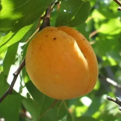 Абрикос ОРЛОВЧАНИН  в Витебске