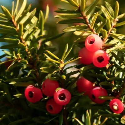 Тис ЭЛЕГАНТИССИМА ягодный в Витебске