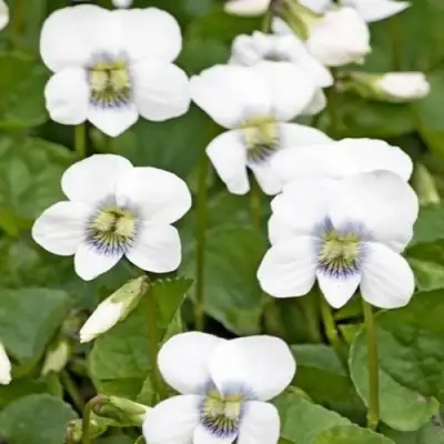 Фиалка АЛЬБИФЛОРА сестринская в Витебске