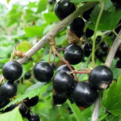 Смородина чёрная ЧЁРНЫЙ АИСТ в Витебске