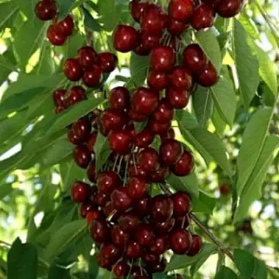 Черешня ХЕЛЕНА колоновидная в Витебске