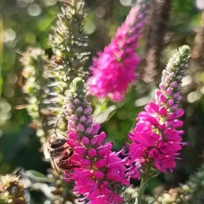 Вероника РОЗЕА колосковая в Витебске