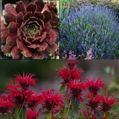 Комплект ФИОЛЕТОВОЕ ВДОХНОВЕНИЕ в Витебске