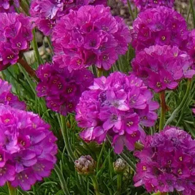 Армерия МОНИНГ СТАР ДИП РОУЗ в Витебске