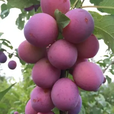 Слива ИМПЕРИАЛ колонновидная в Витебске