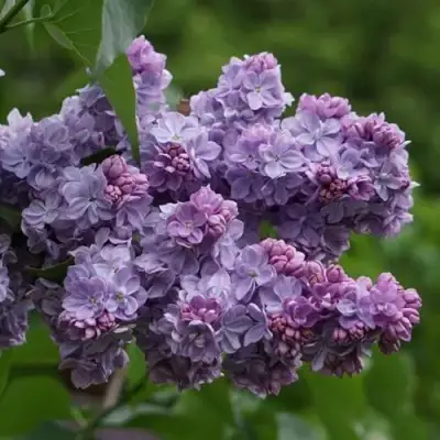 Сирень КАТЕРИНА ХАВЕМЕЙЕР в Витебске