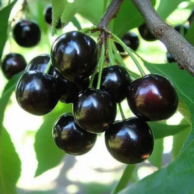 Вишня РОССОШАНСКАЯ ЧЕРНАЯ в Витебске