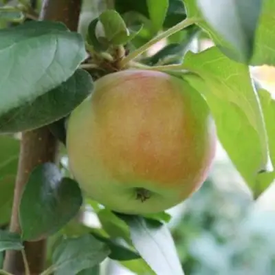 Яблоня ПОДСНЕЖНИК стелющаяся в Витебске