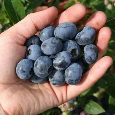 Голубика ПАТРИОТ в Витебске