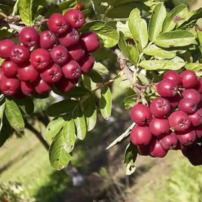 Рябина БУРКА сладкоплодная в Витебске