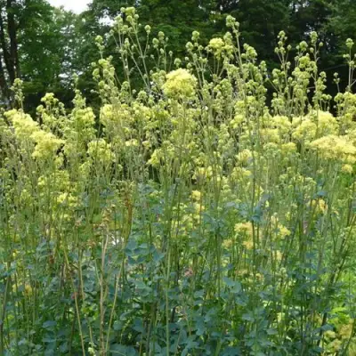 Василистник ГЛАУКУМ желтый в Витебске