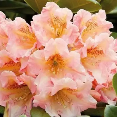 Рододендрон ФЛАУТАНДО в Витебске