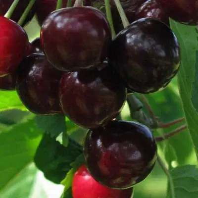 Черешня ВАЛЕРИЙ ЧКАЛОВ в Витебске