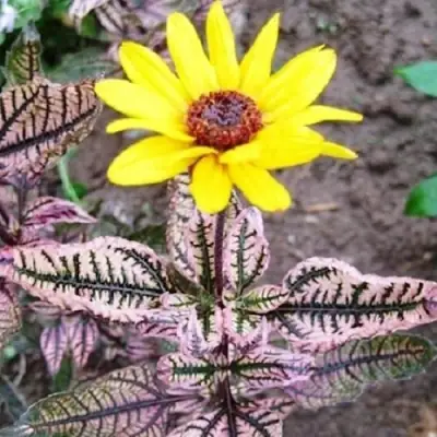 Гелиопсис САММЕР ПИНК в Витебске