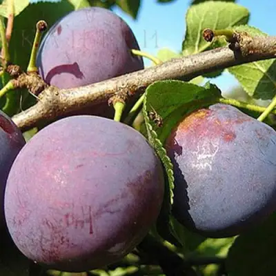 Слива СТАРТОВАЯ в Витебске