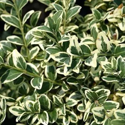 Бирючина ВАРИЕГАТУМ овальнолистная в Витебске