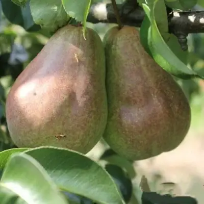 Груша БРЯНСКАЯ КРАСАВИЦА в Витебске