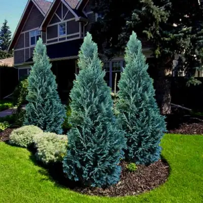 Кипарисовик ВАН ПЕЛЬТС БЛЮ лавсона в Витебске