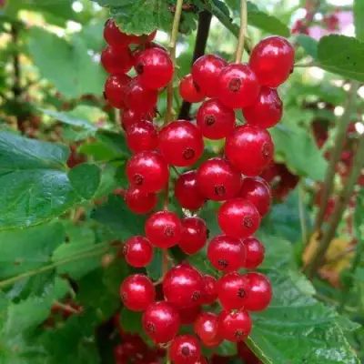 Смородина красная КОНСТАНТИНОВСКАЯ в Витебске