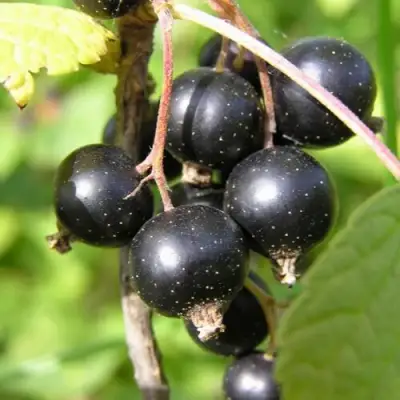 Смородина чёрная ПАМЯТЬ ВАВИЛОВА в Витебске