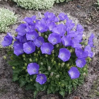 Колокольчик САНТА карпатский в Витебске