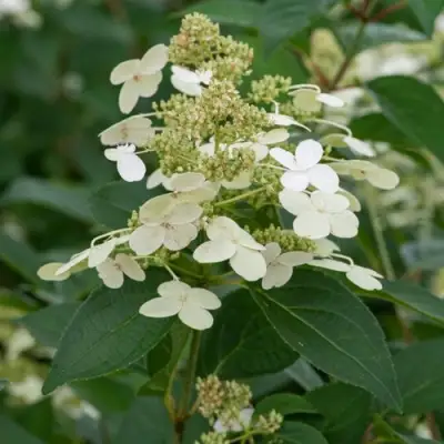 Гортензия ПРИМ ВАЙТ метельчатая в Витебске