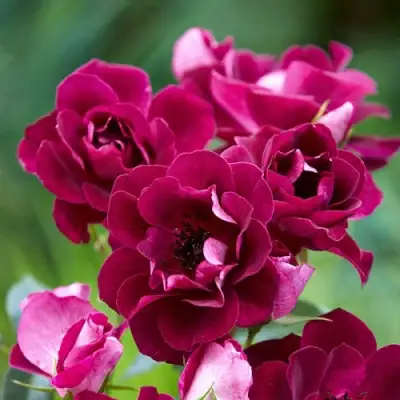 Роза БУРГУНДИ АЙС флорибунда в Витебске