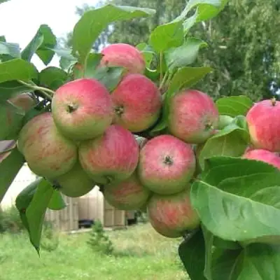 Яблоня ГРУШОВКА МОСКОВСКАЯ в Витебске