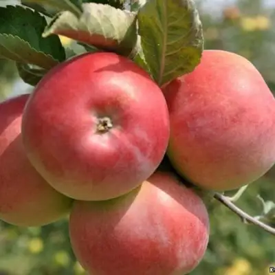 Яблоня ВЭМ-РОЗОВЫЙ в Витебске